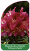 Rhododendron-Hybride 'Artmeyers Späte'