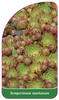 Sempervivum montanum
