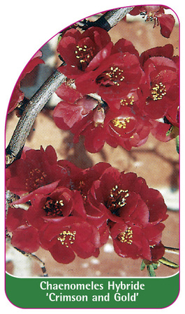 Chaenomeles Hybride 'Crimson and Gold'