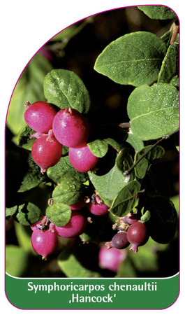 Symphoricarpos chenaultii 'Hancock'