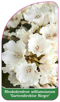 Rhododendron williamsianum 'Gartendirektor Rieger'