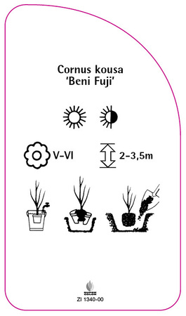 Cornus kousa 'Beni Fuji'