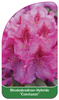 Rhododendron-Hybride 'Constanze'