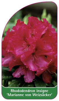 Rhododendron insigne 'Marianne von Weizsäcker'