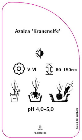 Azalea 'Kranenelfe'