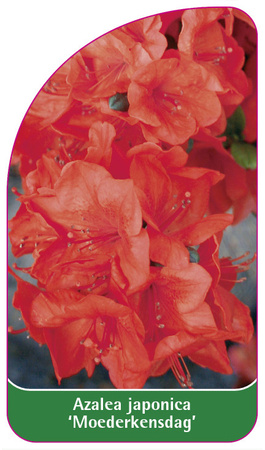 Azalea japonica 'Moederkensdag'