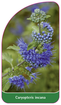 Caryopteris incana