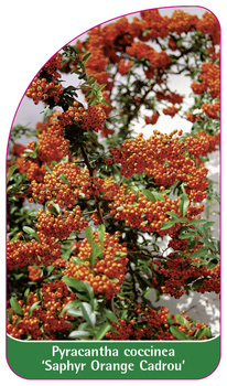 Pyracantha coccinea 'Saphyr Orange Cadrou'