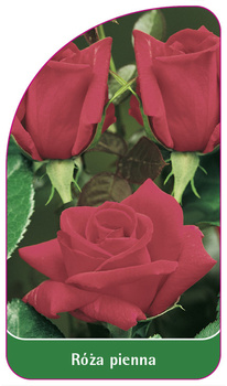 Róza pienna Nr. 22