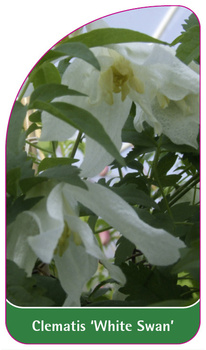 Clematis 'White Swan'