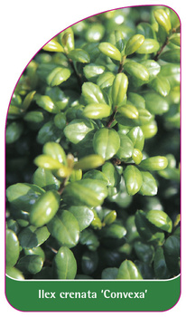 Ilex crenata 'Convexa'