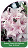 Azalea Knap-Hill-Hybride 'Soir de Paris'