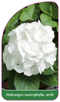 Hydrangea macrophylla, weiß