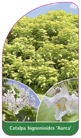 Catalpa bignonioides 'Aurea'