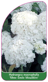 Hydrangea macrophylla 'Mme Emile Mouillère'