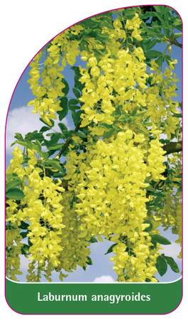 Laburnum anagyroides