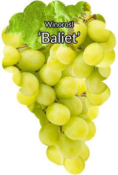 Winorośl Baliet