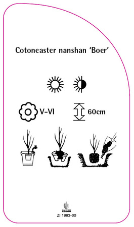 Cotoneaster nanshan 'Boer'