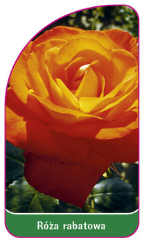 Róza rabatowa Nr. 107 B