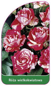 Trandafir cu flori mari Nr. 226