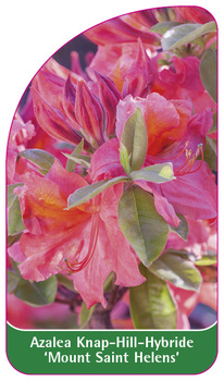 Azalea Knap-Hill-Hybride 'Mount Saint Helens'