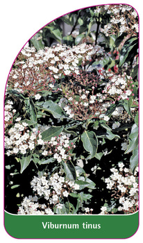 Viburnum tinus