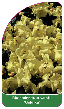 Rhododendron wardii 'Goldika'
