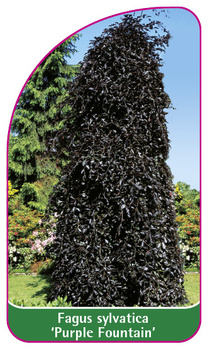 Fagus sylvatica 'Purple Fountain'