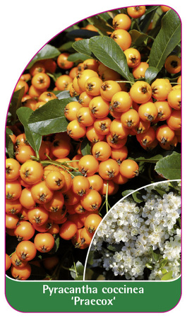 Pyracantha coccinea 'Praecox'