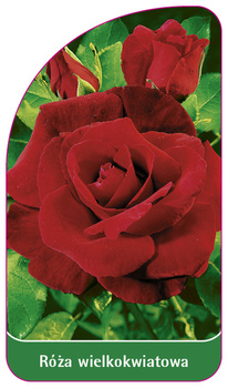 Róza wielkokwiatowa Nr. 208