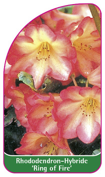 Rhododendron-Hybride 'Ring of  Fire'