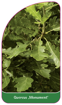 quercua ,Monument'