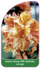 Azalea Knap-Hill-Hybride, orange