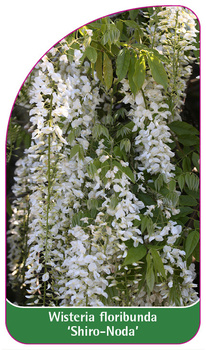 Wisteria floribunda 'Shiro-Noda'