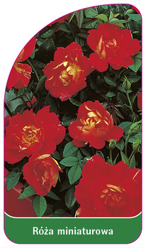 Róza miniaturowa
