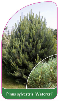 Pinus sylvestris 'Watereri'