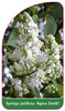 Syringa josiflexa "Agnes Smith