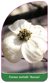 Cornus nuttalii 'Ascona'