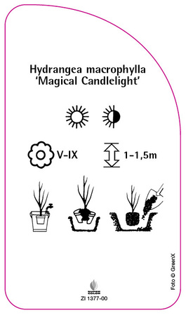 Hydrangea macrophylla 'Magical Candlelight'