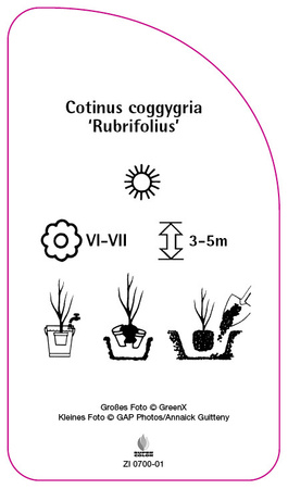 Cotinus coggygria 'Rubrifolius'