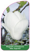 Magnolia soulangiana 'Alba Superba'