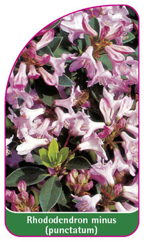 Rhododendron minus (punctatum)