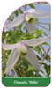 Clematis 'Willy'