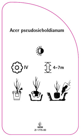 Acer pseudosieboldianum