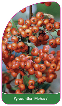 Pyracantha 'Mohave'