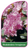 Rhododendron ferrugineum