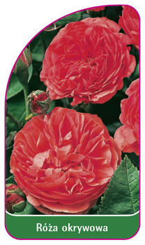 Róza okrywowa Nr. 298