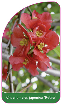 Chaenomeles japonica 'Rubra'