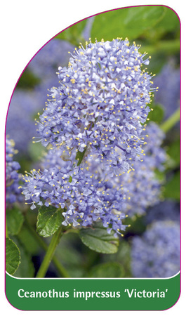 Ceanothus impressus 'Victoria'