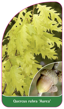 Quercus rubra 'Aurea'